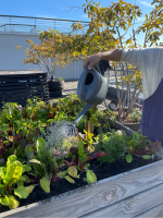 Photographie représentant une main en train d'arroser une jardinière sur le toit du siège de Nexity